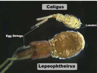 Cohen Commission of Inquiry into the Decline of Sockeye Salmon in the Fraser River Volume 2 or Leps ), and Caligus clemensi (the herring louse, or Caligus ), shown in Figure 2.4.1.