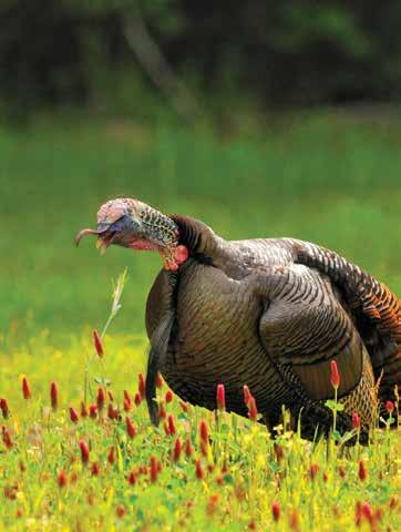 District 4 - Wildlife Management Areas that Provide Turkey Hunting - (Continued) BARBOUR WILDLIFE MANAGEMENT AREA By Adam Pritchett, WMA Wildlife Biologist Barbour WMA is located in Barbour and