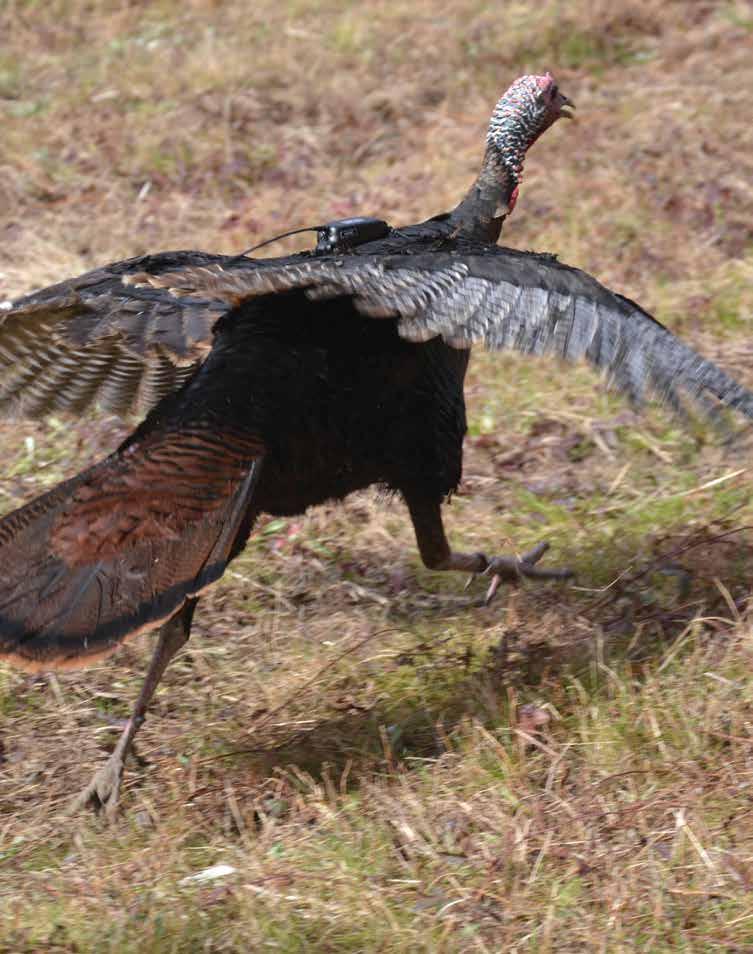 44 2016 Alabama Wild Turkey Report Captured turkey outfitted with a leg band and