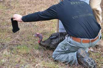 We also found that on our study areas, unlike most places across the country, turkeys will not respond to the bait necessary to lure them into capture sites during winter.