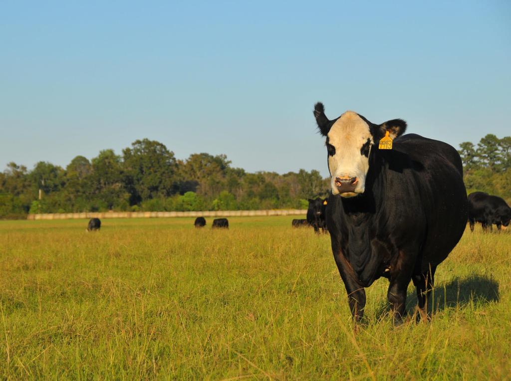Cattle Market Situation and Outlook: 2015
