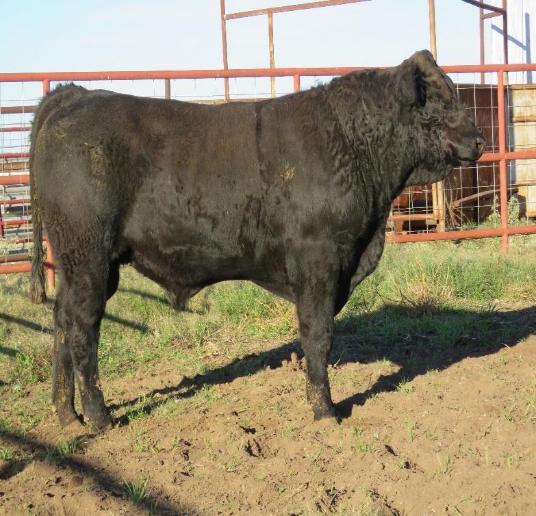 CROSSBRED LOT 26 1/222/2015 TAG 4250 YYYY WALKABOUT TAG # 4250 SCROTAL : 39.