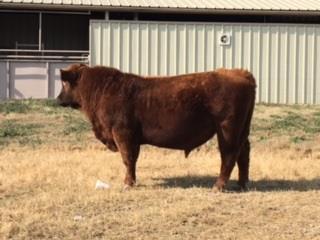 RED ANGUS LOT 1 BD: 02/17/15 NGN ALL OR NOTHING 5197 NGN ALL OR NOTHING 5197 RAAA# 3533369 WEBR DOC HOLLIDAY 2N WEBR TC CARD SHARK 1015 PFFR MS NYACK 237 TMN TANNER 56W NGN