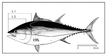 Figure 1. Main length measurements taken on bluefin tuna.