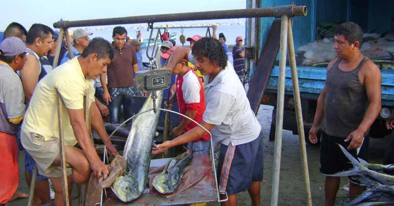 4 Stakeholders Assess Progress of Mahi Mahi FIP Pablo Guerrero, Marine Coordinator, WWF Galápagos Program The mahi mahi fishery is the most important artisanal fishery in Ecuador highly valuable from