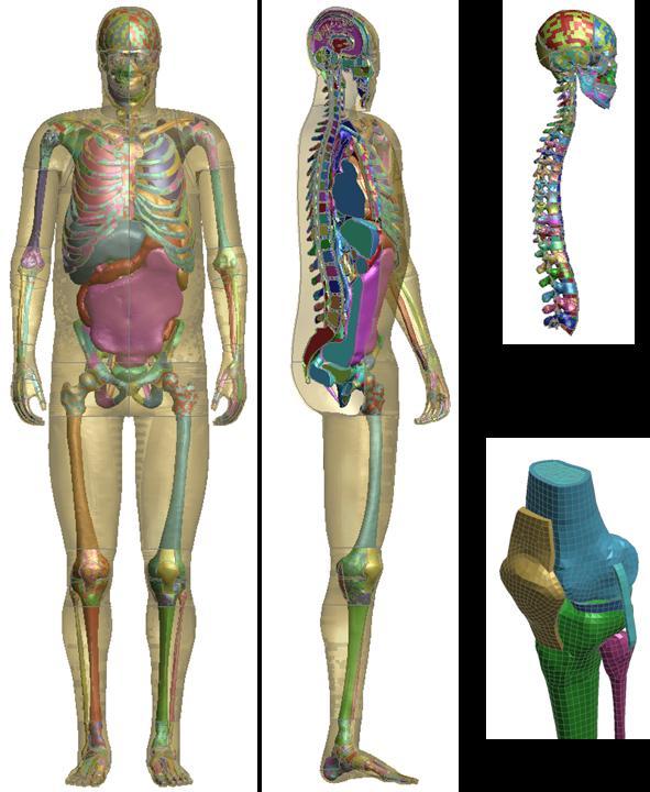 (a) Figure 2-3 THUMS human body model with details of anatomical structure modeling.