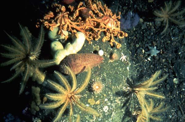 Life on the Arctic Deep Sea Floor by Bodil Bluhm (Research Assistant Professor of Marine Biology at the School of Fisheries and Ocean Sciences, University of Alaska in Fairbanks) and Katrin Iken