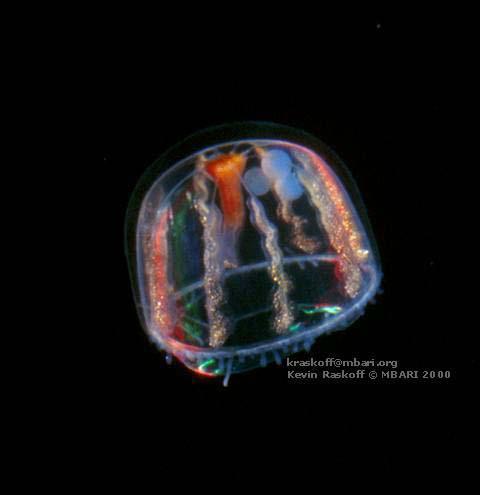 ctenophores, siphonophores, hydromedusae, and scyphomedusae. These species feed on copepods, euphausiids, larvaceans, other jellies, and fishes.