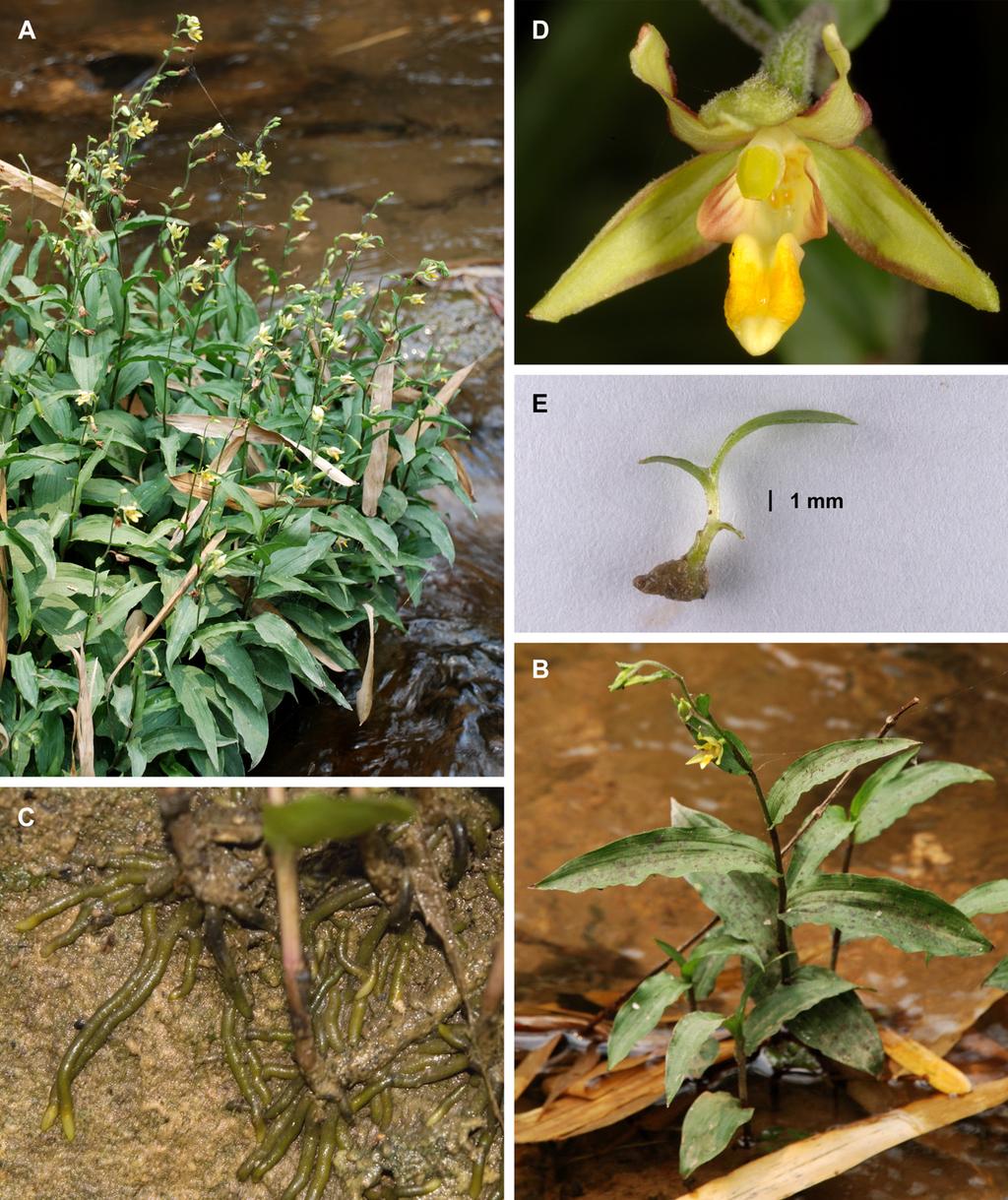 TAXONOMY AND ECOLOGY OF EPIPACTIS FLAVA 361 Figure 1. Morphology of Epipactis flava. A, large flowering clone growing on rock in a stream; B, small clone emerging from sandy substrate below c.