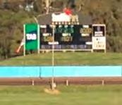 message TAB logo Above gates which greyhounds race out