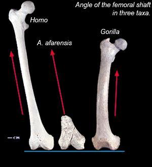 Habitual bipedalism in more detail: adaptations of the leg and foot Femur angled from hip to knee The knee valgus angle Centers weight over one foot while other in motion Groove for patella (knee