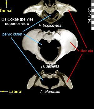 Habitual bipedalism in more detail: adaptations of the pelvis Bowl-shaped pelvis Hold internal organs from upright body Ilium is shortened Center of gravity