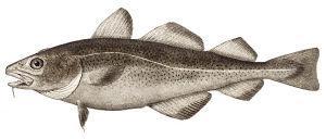 Investigate the life cycles, food chains/webs and the habitats of Atlantic cod, halibut and haddock.