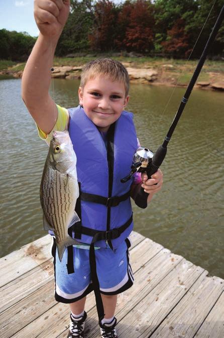 White, Striper & Hybrid Bass DANIEL GRIFFITH A young anglers lands a hybrid striped bass the result of crossing a striped bass with a white bass in fisheries laboratories at Lake Carl Blackwell while