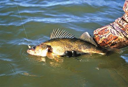 For one, they feed on stunted crappie populations, helping to improve crappie fishing. But equally important, they represent a unique fishing opportunity in of themselves.