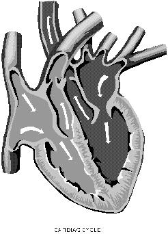 13. Splošne informacije o srcu in merjenju EKG Srce je mišična črpalka, ki jo nadzirajo električni signali, ki jih ustvarja telo.