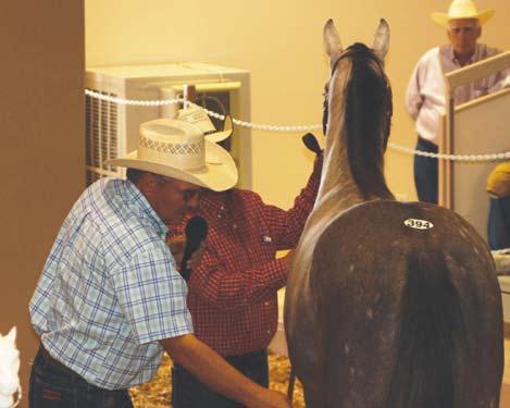 HELPFUL HINTS This year s New Mexico Yearling Sale featured a buyers seminar.