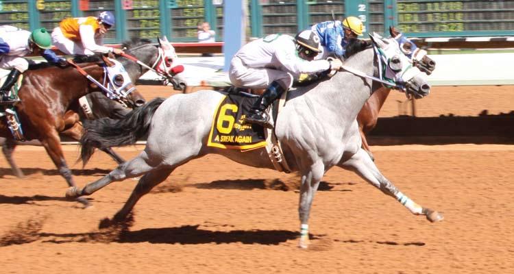 ZIA FUTURITY (RG1) A Streak Again By Michael Cusortelli A Streak Again broke his maiden in a big and lucrative way, as the gray gelding outran his 52-1 odds to win the August 1, $351,963 Zia Futurity