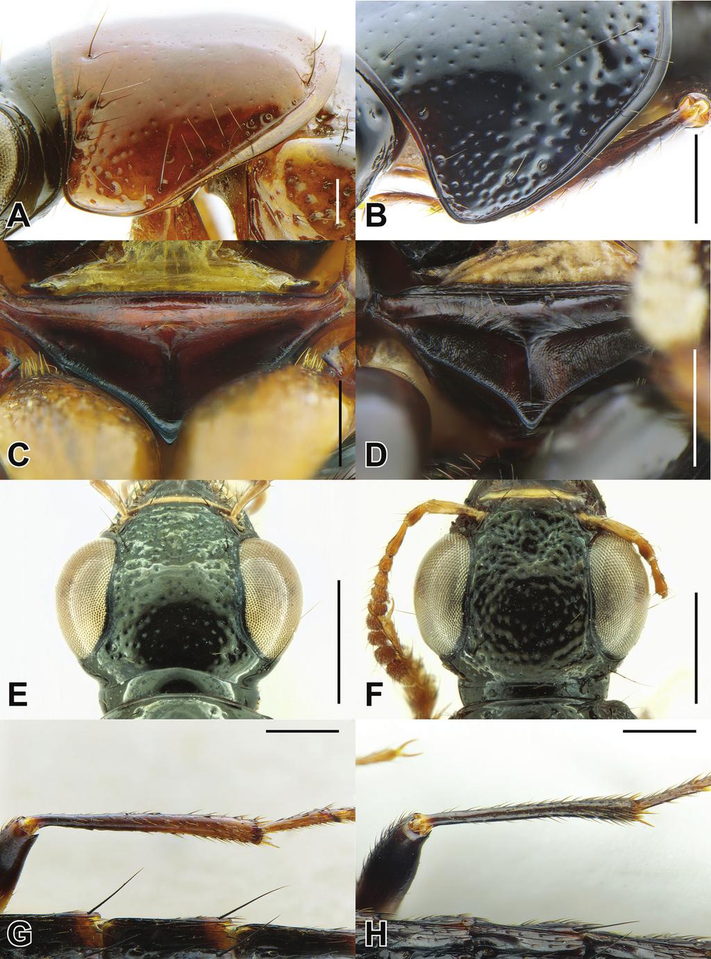 76 Adam J. Brunke / ZooKeys 664: 1 97 (2017) Figure 3. Pronotum, lateral: Bolitogyrus caesareus (Bernhauer) (A) and B. electus Smetana & Zheng (B). Prosternum: B.