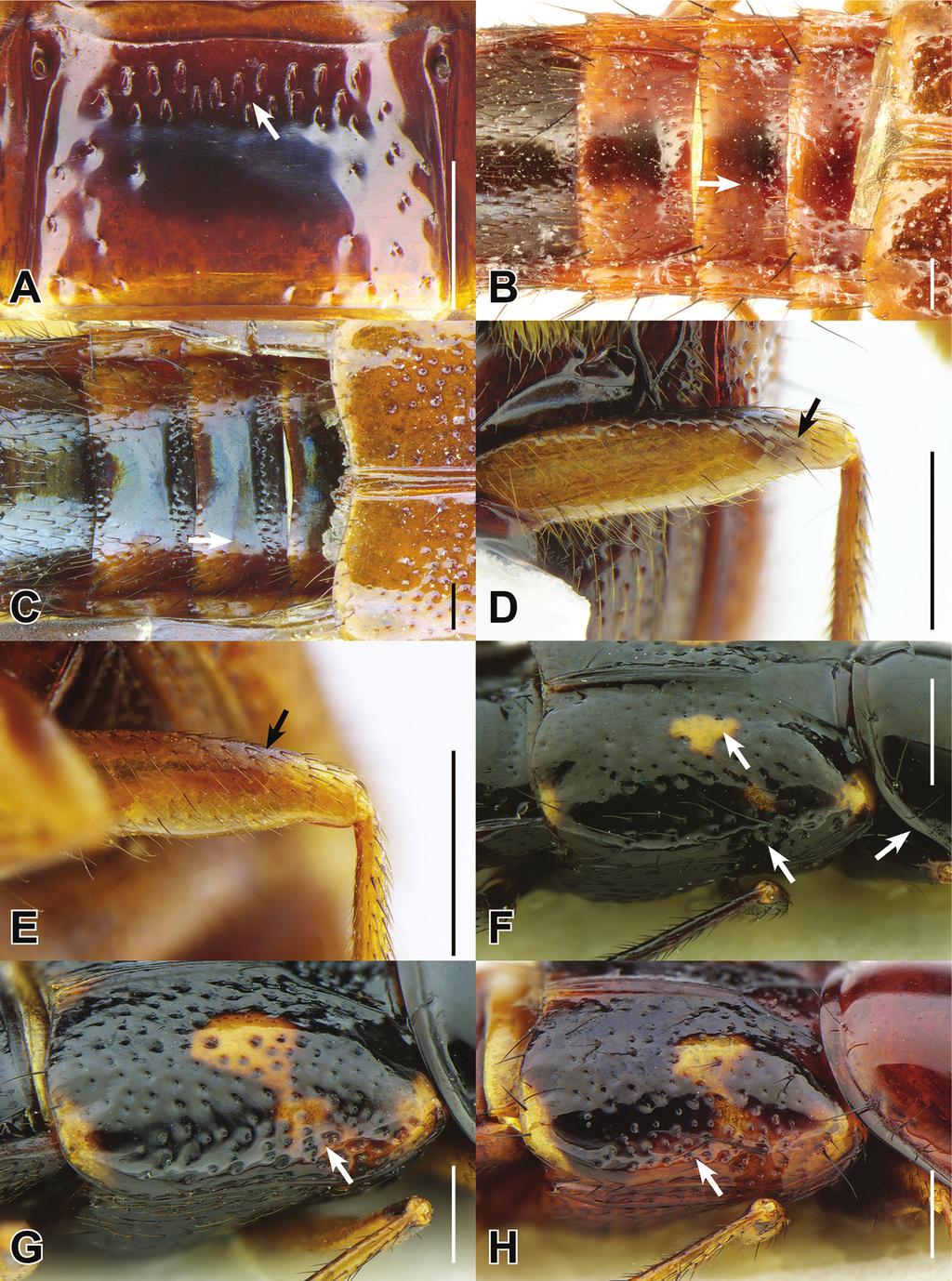 78 Adam J. Brunke / ZooKeys 664: 1 97 (2017) Figure 5. Abdominal tergite III: Bolitogyrus sepilok Brunke (A). Dorsal abdomen: B. elegantulus Yuan et al. (B) and B. carnifex (Fauvel) (C).