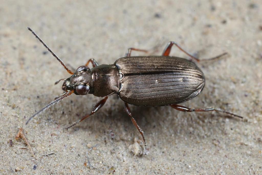 Photo 5: The carabid beetle