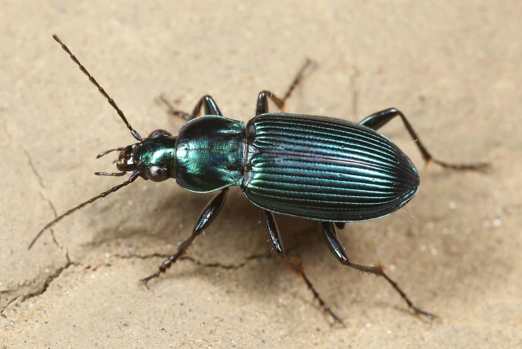 Paill Photo 6: The carabid beetle