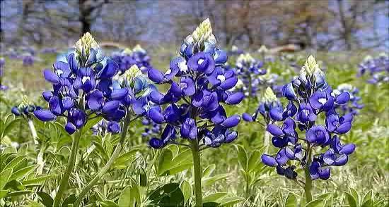 Slide 4 Texas State Flower Bluebonnet The state flower of Texas is the Bluebonnet.