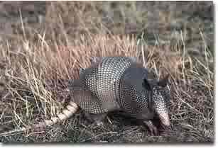 Slide 7 Texas State Mammal Armadillo Photo courtesy of TPWD A mammal is a type of animal just like a bird is a type of animal. Birds have feathers and lay eggs.