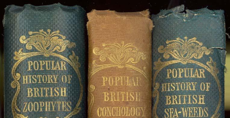 In the 1850s, spines