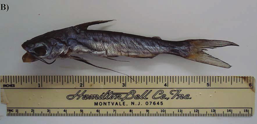 panamensis) caught 20 October 2013 in the Gulf of California near Mazatlan,