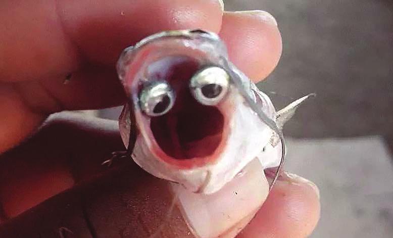 Abnormal eye position in a chilhuil sea catfish (Bagre  Sinaloa, Mexico.
