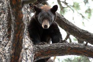 Critics: Game commission puts predators in bull s-eye By Staci Matlock About to be relocated A 125- to 150-pound black bear reclines in a tree on a residential street in Eldorado in June 2006.