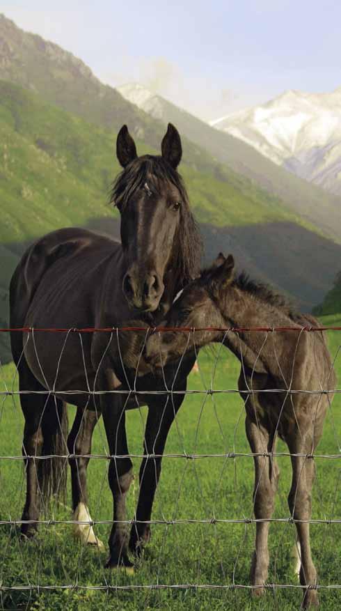 most often done by horses, owners sometimes add an electric wire above the top rail to keep the horses off of the fence.