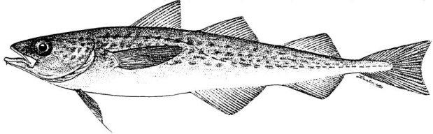 The Alaska pollock is a demersal and semipelagic fish occurring mostly on the North Pacific shelf from the Southern Sea of Japan to Central California, from 30 m to more than 400 m in depth.