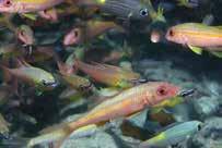 Aggregation is not a shoal or school a group of fish formed by external factors, not social fish-fish attraction How many fishes school?