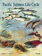 oceanodromous Migration Types anadromous Diadromy diadromous catadromous potadromous amphidromous Scale of migration Which families are