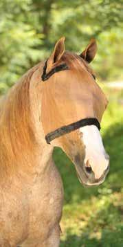 Why Fight Flies? Fly control keeps your horse comfortable. But that s not the only reason to minimize flies. Flies and other biting insects pose a major health risk to your horse and you.