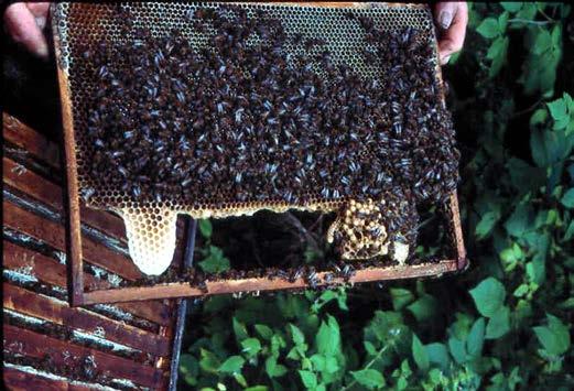 of comb is cut away from the bottom of an already drawn comb. During honey flows, bees tend to rebuild these areas with drone-sized cells (Figure 7).