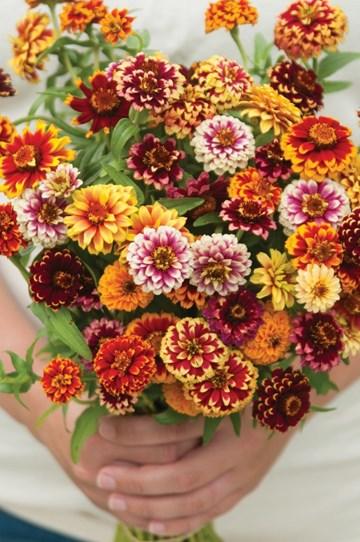 Special Garden Project Jazzy Mix Zinnias This project is open to all youth of 4-H age enrolled in any horticulture or floriculture project and it will give them the opportunity to learn about