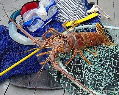 antennae waving out from reef crevices Lobsters move backwards Use a tickle tick