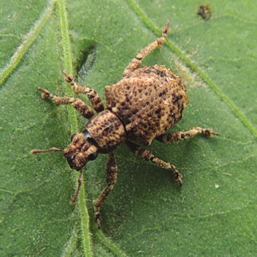2 McQuate et al. Figure 1. Adult rough sweetpotato weevil, Blosyrus asellus (Coleoptera: Curculionidae). Photo by GTM. and Young 2012).