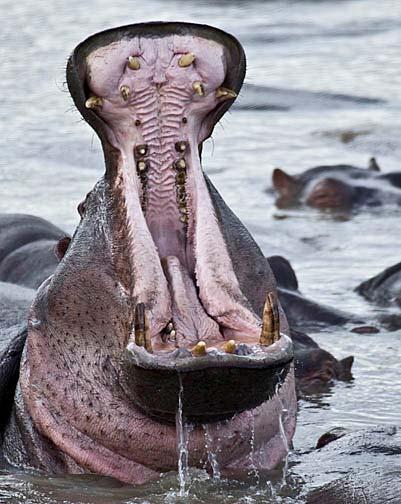 Hippos are most active at night when they leave the security and comfort of the water in search of vegetation along the river banks.