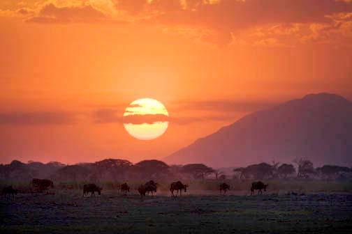SIGN UP FOR OUR NEWSLETTER Kirk's Dikdik Links Africa is famous for spectacular sunrises and sunsets.
