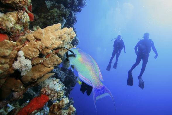 Activity Description Dive the world s aquarium for an unmatched Mexico dive experience!