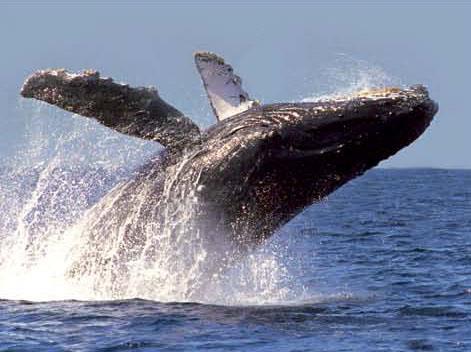 Activity Description There are few things in the world that compare to the sight of massive Humpback whales shooting out of the ocean s depths and launching high into the air - returning to the sea