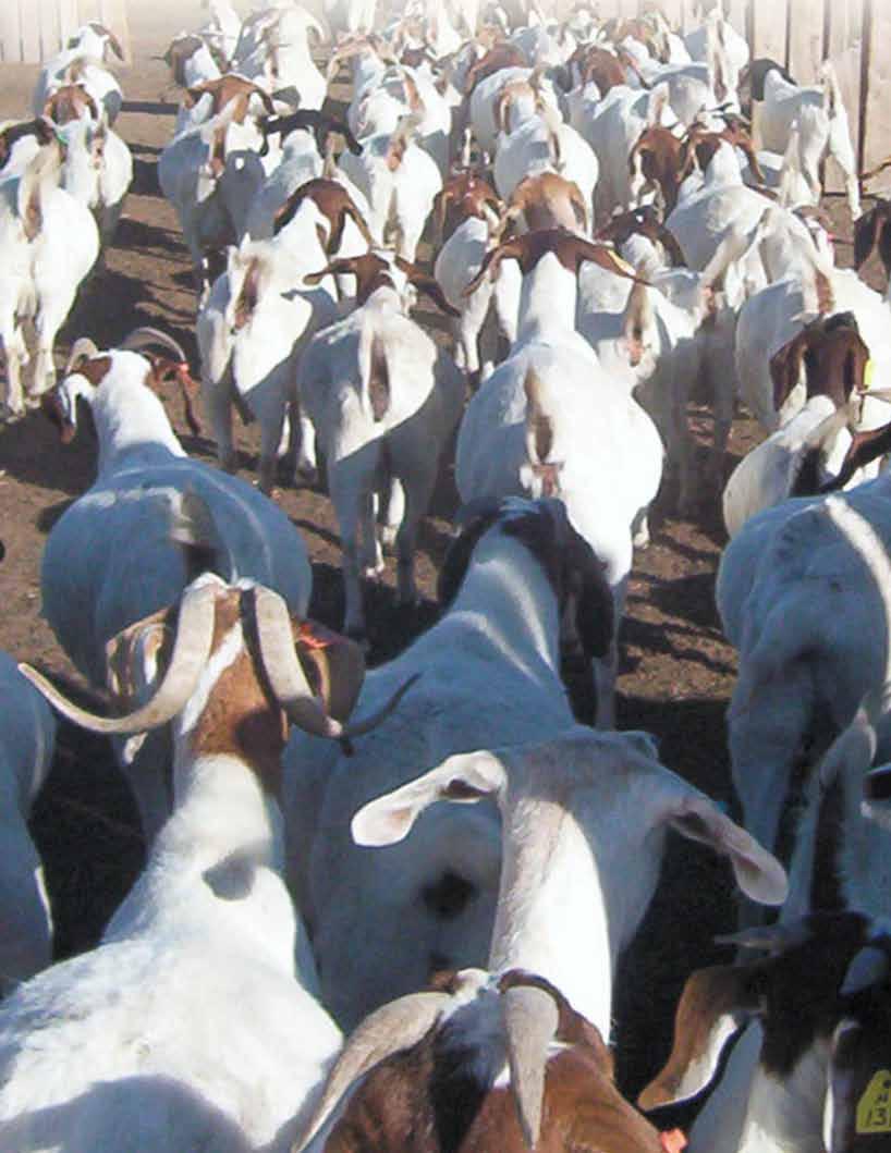 2014 Canadian Meat Goat Association Meat Goat Sale A sale offering of 15 lots featuring the best of Canadian Boer, Kiko, Savannah