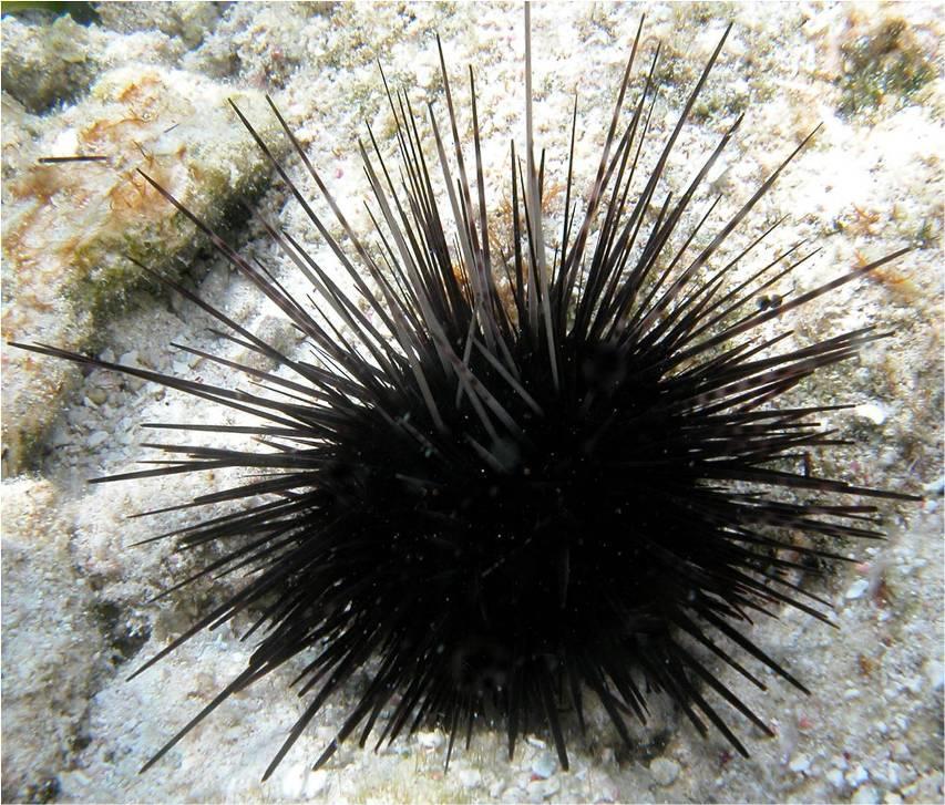 Diadema antillarum (Long-spined Black Urchin) Order: Diadematoida (Hollow-spined Sea Urchins) Class: Echinoidea (Sea Urchins) Phylum: Echinodermata (Starfish, Sea Urchins and Sea Cucumbers) Fig. 1.
