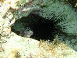 Fig. 2. D. antillarum seen hiding in crevices within the reef during the day.