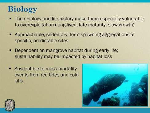 The life history of goliath grouper makes the species especially vulnerable to overexploitation.