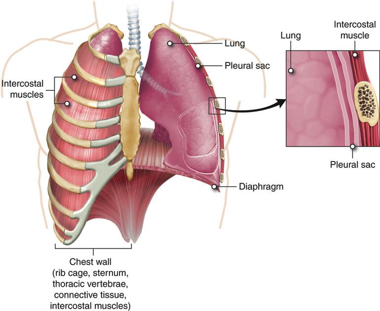 There is another pressure often discussed in the mechanics of ventilation, intrapleural (sometimes just pleural) pressure. This is the pressure within the pleural sac (space).
